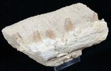 Mosasaur (Eremiasaurus) Jaw Section - No Restoration #13630-2